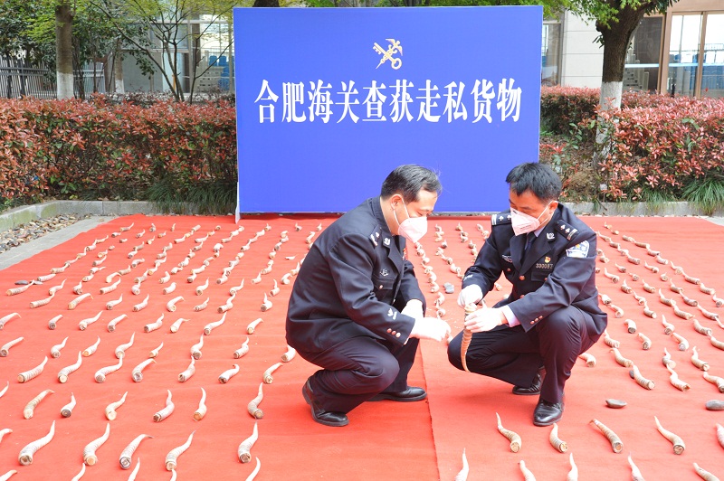 合肥海關(guān)緝私局清點(diǎn)查扣的羚羊角[1]